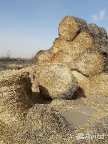 Солома :ячмень, пшеница купить на Зозу.ру - фотография № 6