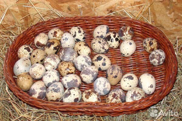 Перепелиные яйца, разведение перепелов, яйца, мясо купить на Зозу.ру - фотография № 3