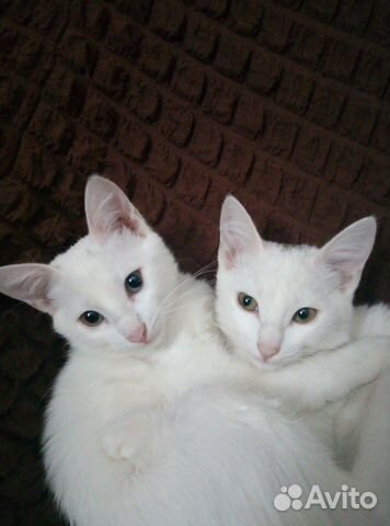 Котята красивые белые краткошерстные купить на Зозу.ру - фотография № 5
