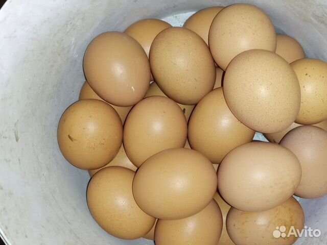 Яйцо купить на Зозу.ру - фотография № 5