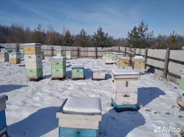 Пчелы купить на Зозу.ру - фотография № 10