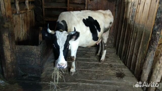 Корова, козы купить на Зозу.ру - фотография № 2