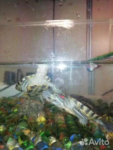 Черепаха красноухая, аквариум купить на Зозу.ру - фотография № 2