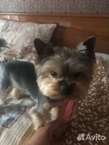 Собаки вязка