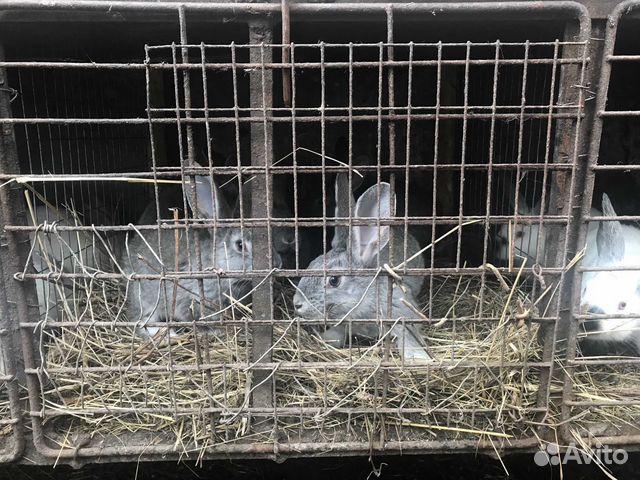 Кролики (крольчата) купить на Зозу.ру - фотография № 5