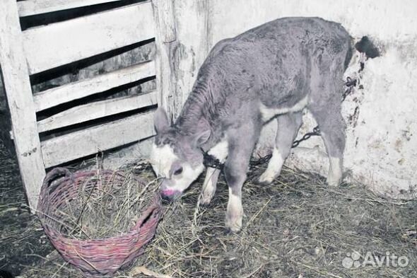Авито в урюпинске животных. Авито урюпинск животные. Авито в урюпинске животных. Авито в урюпинске животных. Овцы со свиными головами новая голландия.