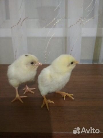 Яйцо инкубационное, цыплята купить на Зозу.ру - фотография № 5