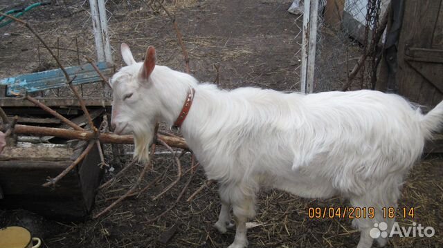 Вязка коз купить на Зозу.ру - фотография № 1