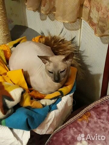 Sell kittens Sphynx