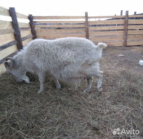 Продам козу, козлят купить на Зозу.ру - фотография № 1