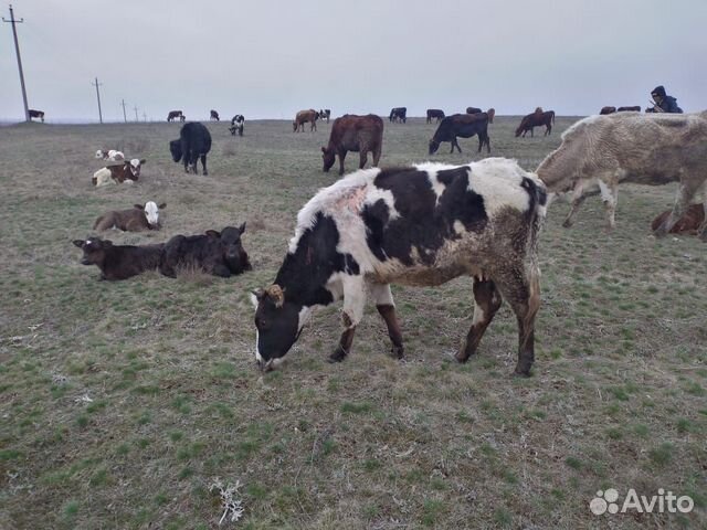 Продаются коровы, телята, звонить по номеру 8-928 купить на Зозу.ру - фотография № 1