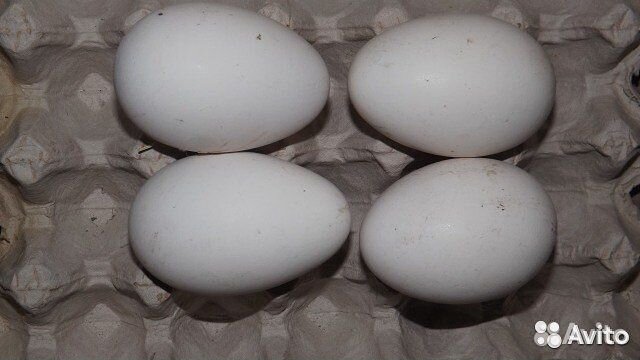 Купить яйцо инкубационное в нижегородской