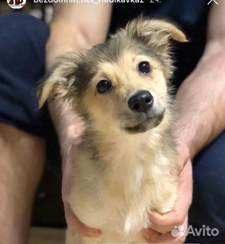 Авито Владикавказ Собаки Продажа