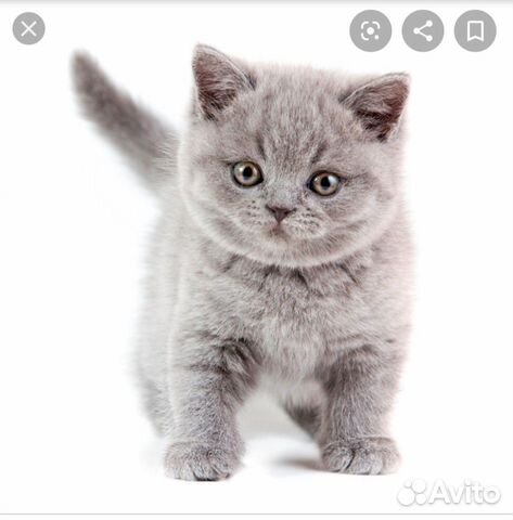 Возьму серого котенка купить на Зозу.ру - фотография № 1