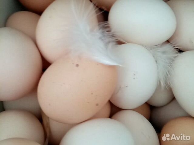 Инкубационное яйцо(куриное) купить на Зозу.ру - фотография № 2