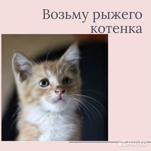 Возьму котёнка в хорошие руки купить на Зозу.ру - фотография № 1