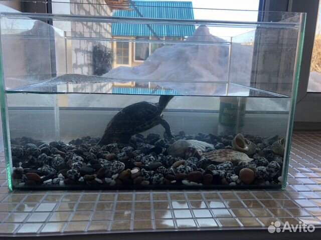 Водоплавающая красноухая черепаха купить на Зозу.ру - фотография № 3