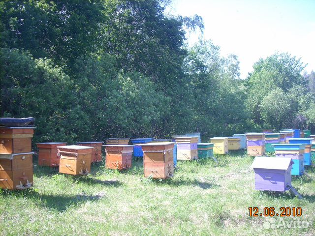 Продам пчел купить на Зозу.ру - фотография № 2