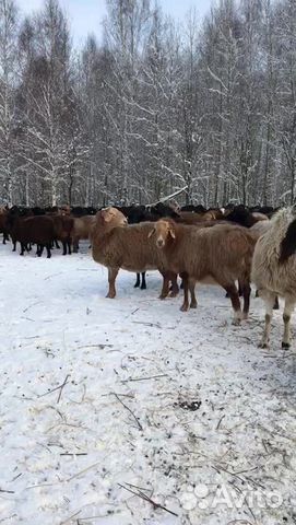 Овцы эдильбаевской породы купить на Зозу.ру - фотография № 1