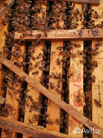 Пчелосемьи на высадку купить на Зозу.ру - фотография № 3