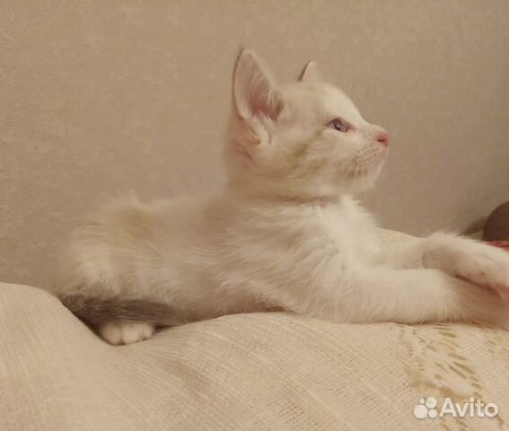 Маленькая красавица-кошка (в роду сиам и русская б купить на Зозу.ру - фотография № 3