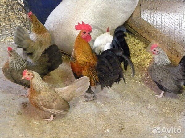 Куры цыплята купить на Зозу.ру - фотография № 5