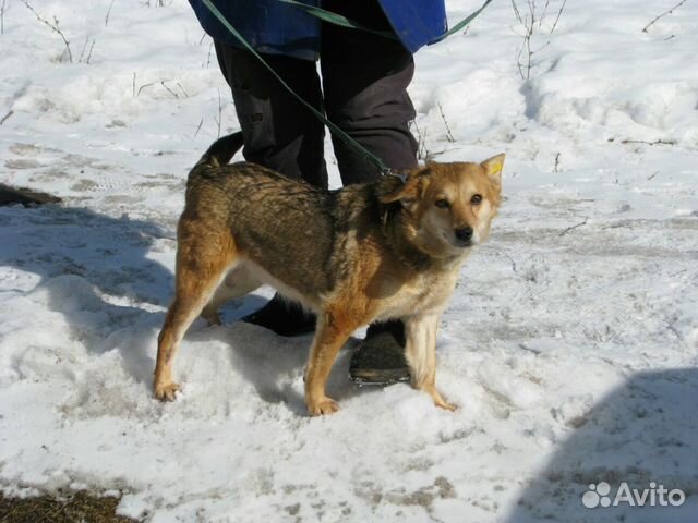 Замечательная маленькая собачка ищет дом купить на Зозу.ру - фотография № 6