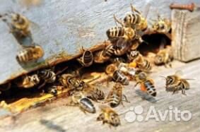Пчелосемьи 2020 года купить на Зозу.ру - фотография № 1