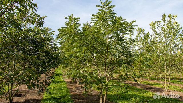 Саженцы Ореха черного (Juglans nigra)