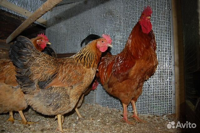 Цыплята мясо-яичные и бройлерные купить на Зозу.ру - фотография № 2
