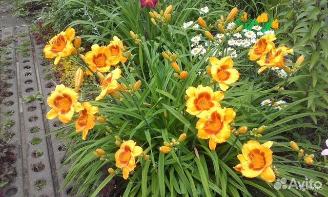 Многолетние цветы