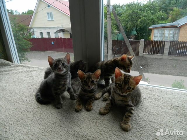 Бенгальские малыши