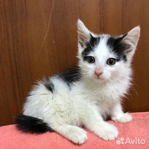 Котенок девочка 2 месяца Котенок девочка 2 месяца