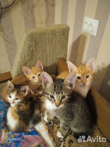 Котята ищут дом