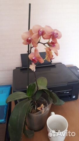 Цветы домашние Цветы домашние