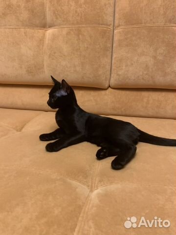 Бомбейский кот Бомбейский кот