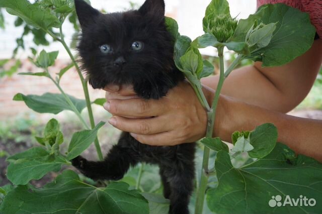 Котик в добрые руки