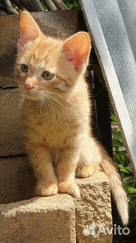 Кошка Кошка