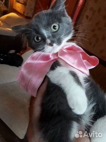 Котенок ищет дом Котенок ищет дом