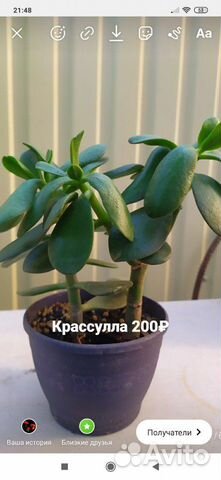 Толстянка, крассула (денежное дерево) Толстянка, крассула (денежное дерево)