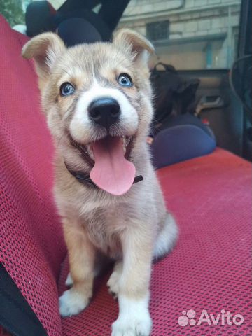 Сибирская хаски(метис)