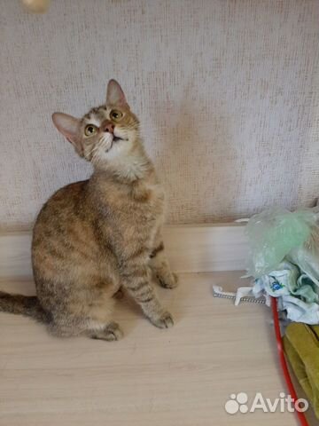 Молодая кошечка Молодая кошечка