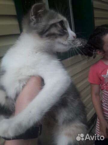 Кошка