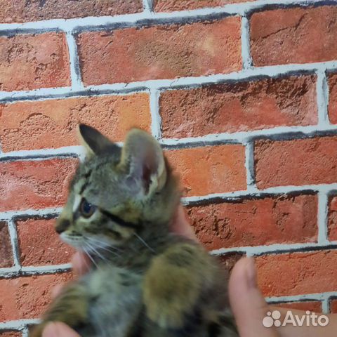 Котенок девочка