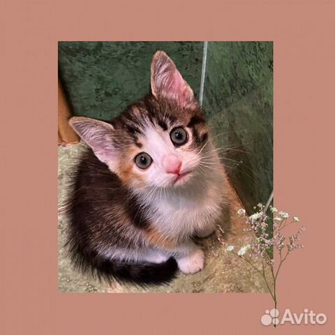 Кошка Кошка