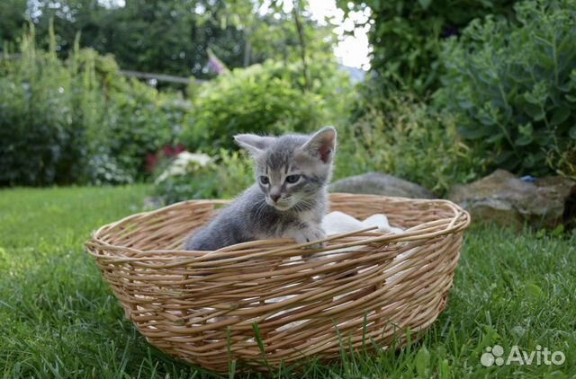 Котёнок метис
