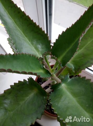 Каланхоэ лечебное Дэгремона