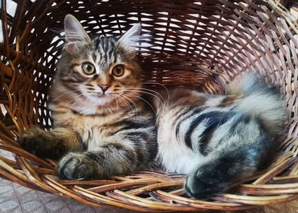 Котенок породы курильский бобтейл