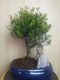 Бонсай миртовый сизигиум
