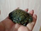 Красноухая черепаха маленькая